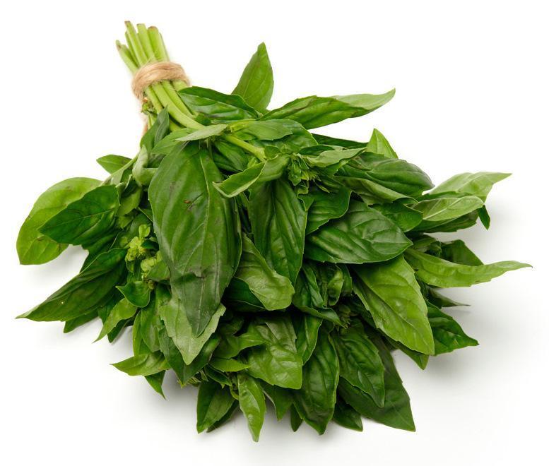 Basil-Fresh Connection-Fresh Connection