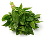 Basil-Fresh Connection-Fresh Connection