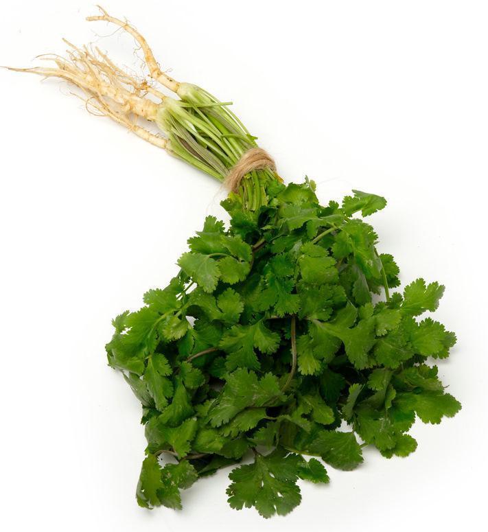 Coriander-Fresh Connection-Fresh Connection