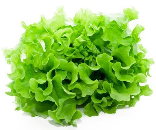 Lettuce - Green Oak-Fresh Connection-Fresh Connection