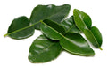 Lime Leaves (10g)-Fresh Connection-Fresh Connection