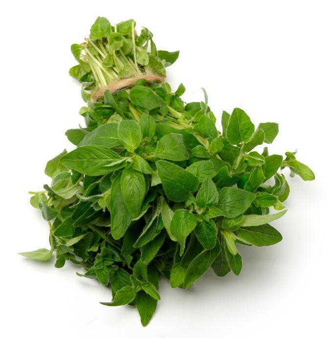 Oregano-Fresh Connection-Fresh Connection