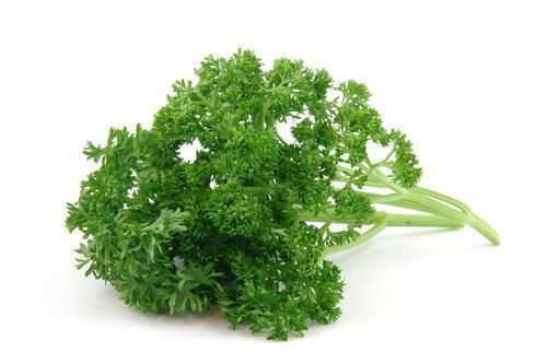 Parsley Curly-Fresh Connection-Fresh Connection